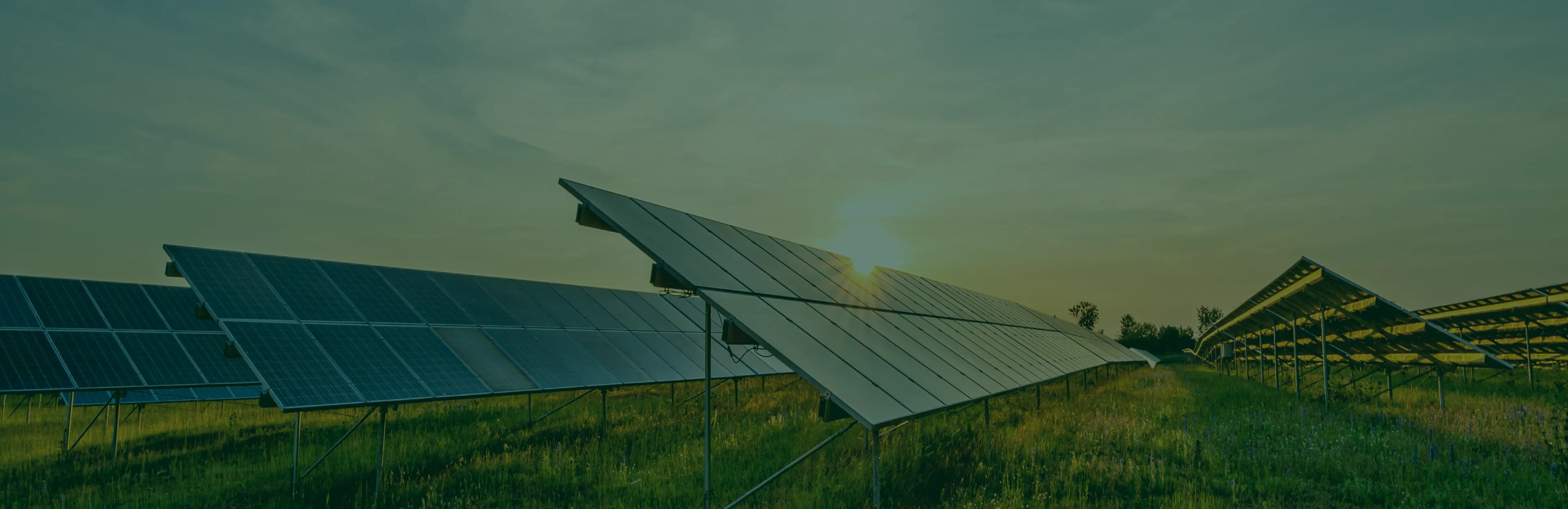 Turning Sunlight Into Sustainable Growth 3